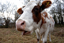Portrait of a cow in a field